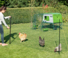 Chicken keeper tending to chickens with Omlet's chicken fencing and Eglu Cube chicken coop