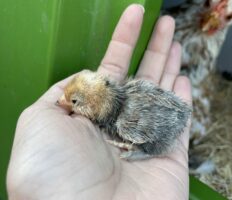 Baby chick being held in hand outside Omlet Eglu Cube Chicken Coop